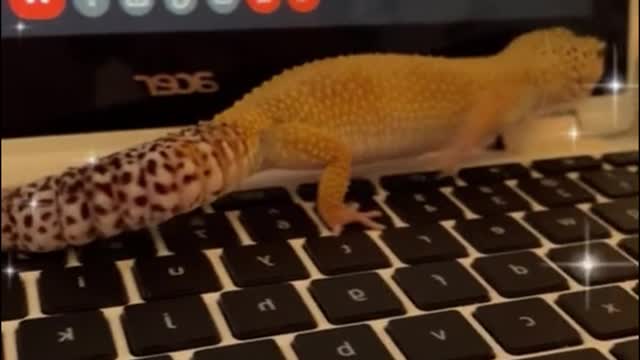 I forget the name of the animal, but its tail is very different