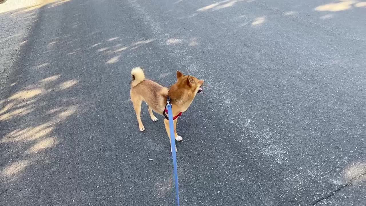 Chewy Antics: Slow playing me to extend his walk😆