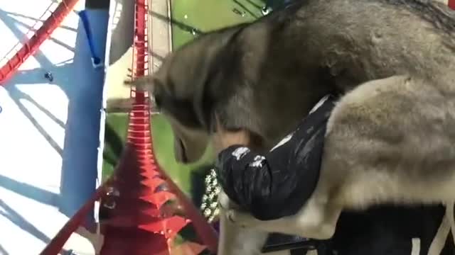 What would it be like to take your dog on a virtual roller coaster?