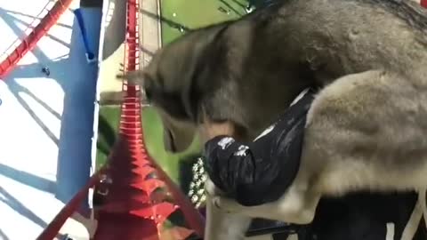 What would it be like to take your dog on a virtual roller coaster?