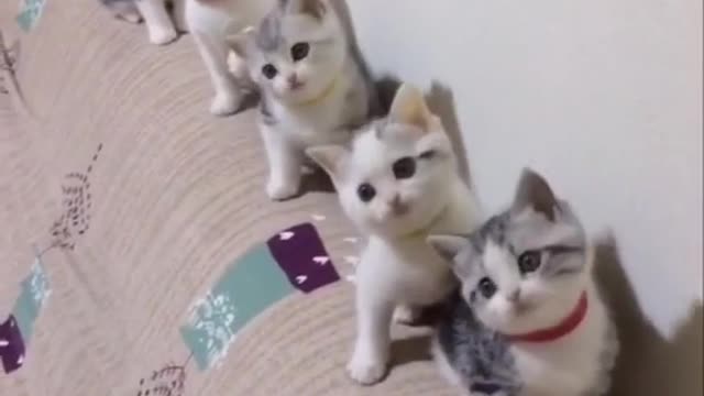 Cute and Funny Cat dancing video Compilation 2021 _Part _2