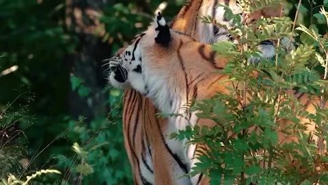 Awesomely Beautiful 🐅 🐯