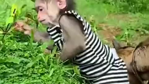 Monkey 🐒 goat 🐐 friendship amazing video