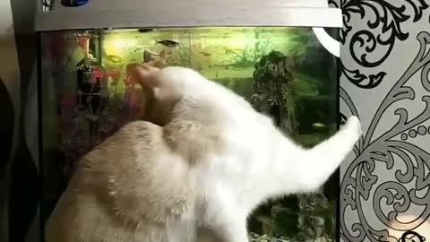 The cat broke. Aquarium