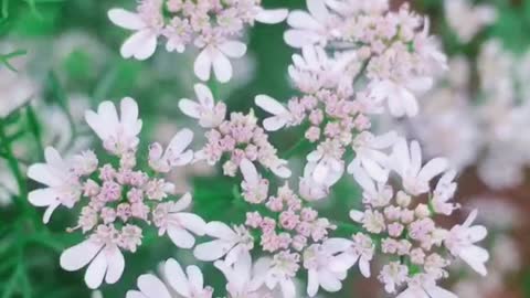 Beautiful flowers, beautiful music, a wonderful world.