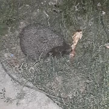 The night alien is the second day.