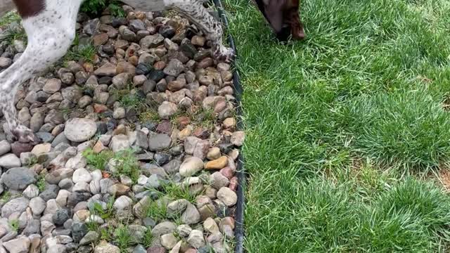 Pup loves sprinkler