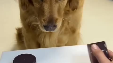 Funny dog eating