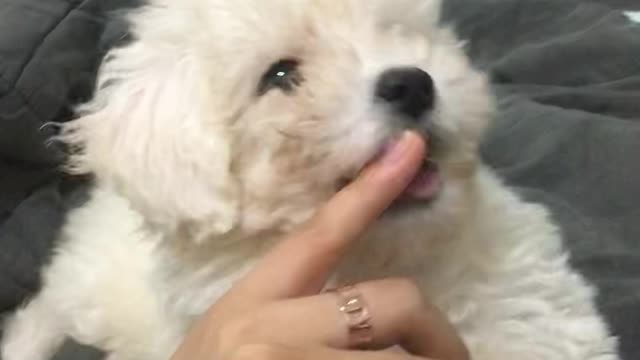 baby dog with tickling teeth