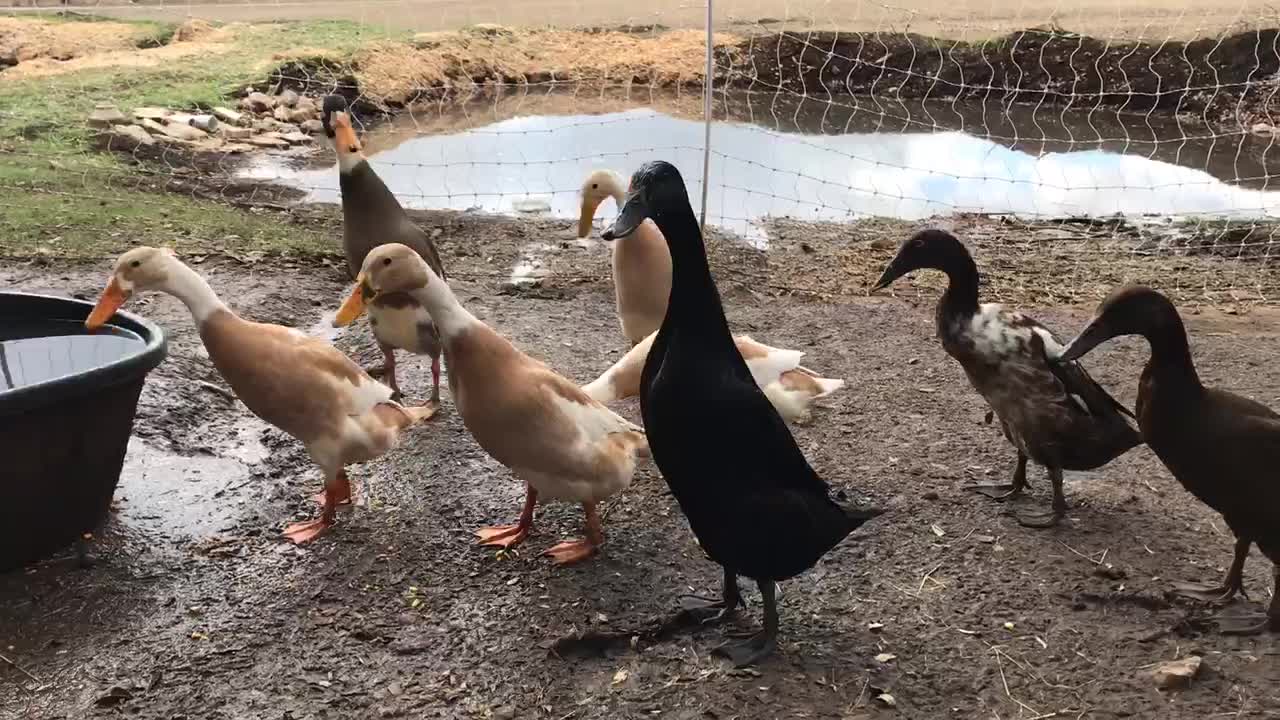 Turning water into peas