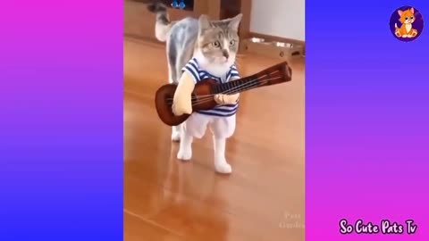 Baby Cat 😽Cute and Funny Cat Videos Compilation