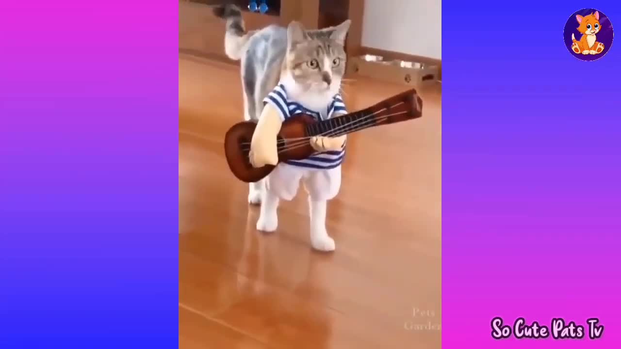 Baby Cat 😽Cute and Funny Cat Videos Compilation