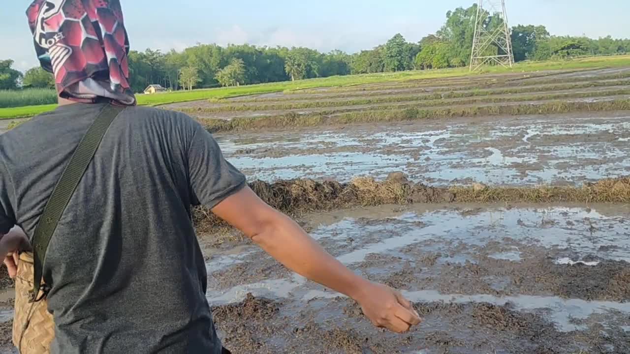 Rice seedlings!