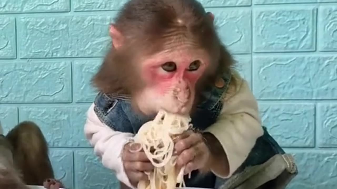 Monkey funn