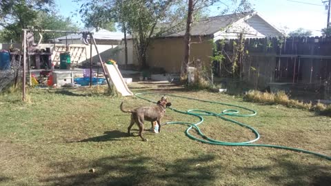 JCVD vs. sprinkler