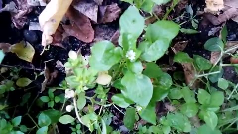 HERB VLOG - CHICKWEED (Obesity, Gout, Wound Healing, Skin etc)