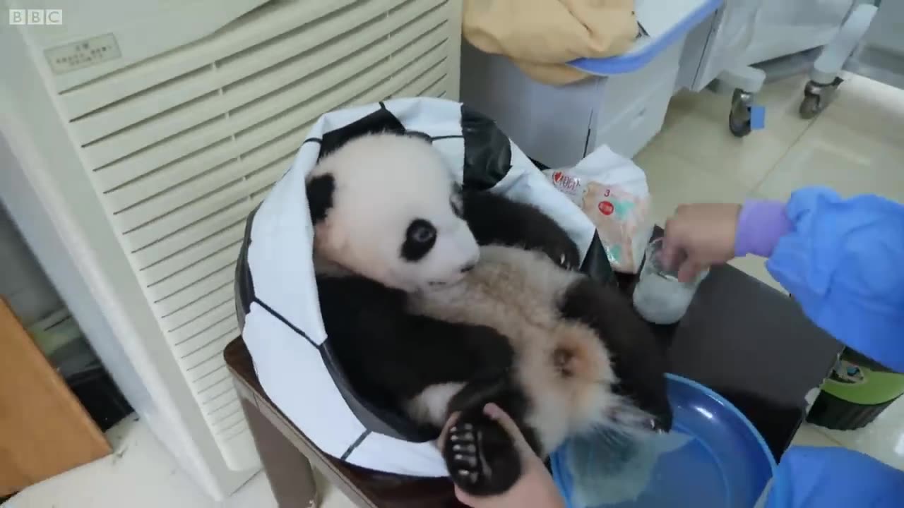 Raising a baby panda from the wild