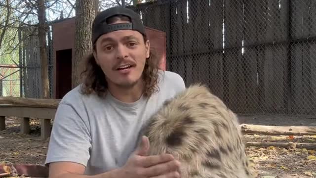 They are definitely bigger than lion king made you think