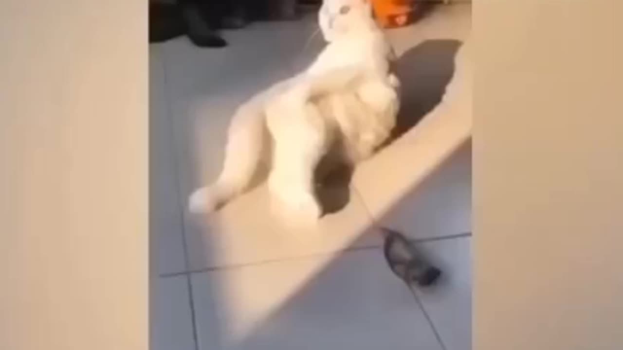 Funny animal video of dog and cat