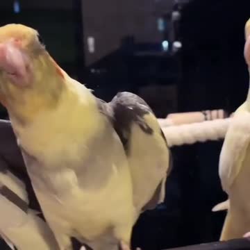 A pair of cockatiels singing in the early morning