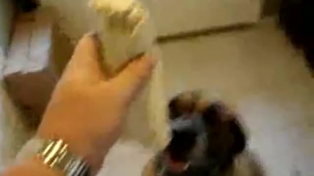 Dog eats Bean Burrito in 1 second