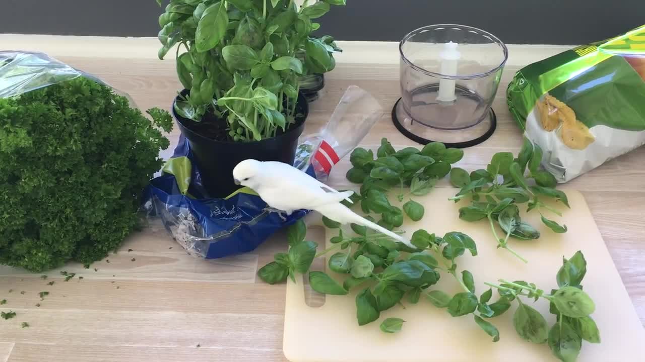 Budgie Making a Salad