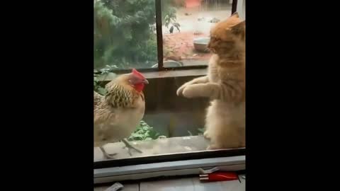 Hen Vs Cat fight very cute