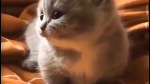 Best Cute and Funny Cat Video😻😻😻