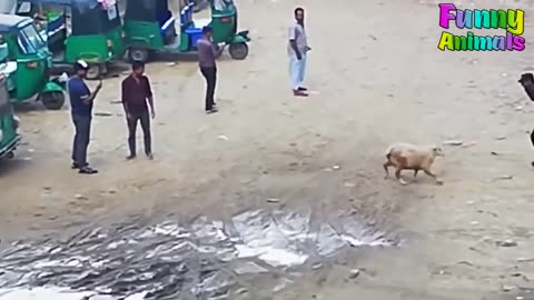 Funny goats attacking people sheep fight angry goat