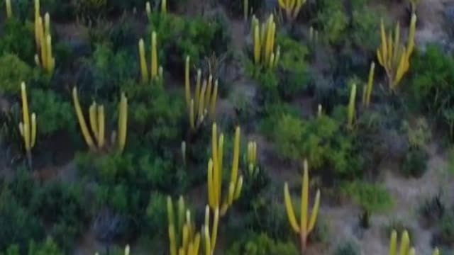 Flying over a field full of vegetation