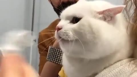 Cute cat video