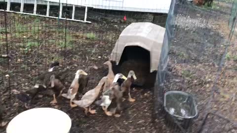 Re-arranged duck enclosures