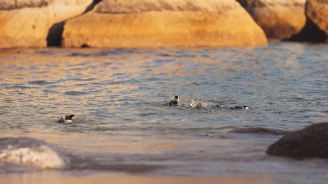 the penguin is at the top of happiness