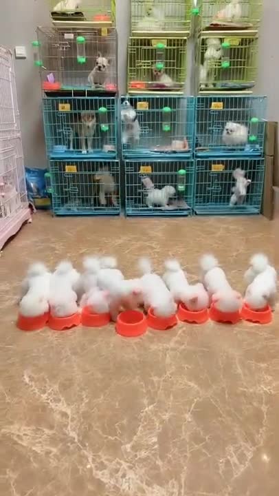 Smart Dog Baby dogd Funny and Cute Dog Pomeranian 😍🐶 Funny Puppy Videos