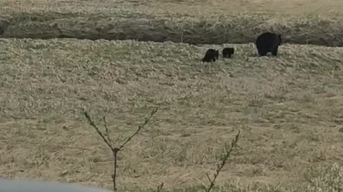 Juneau Alaska Momma Bear with Her Triplets