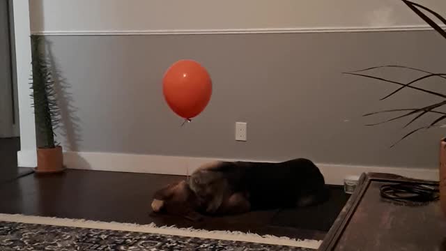 Balloon Confuses Dog