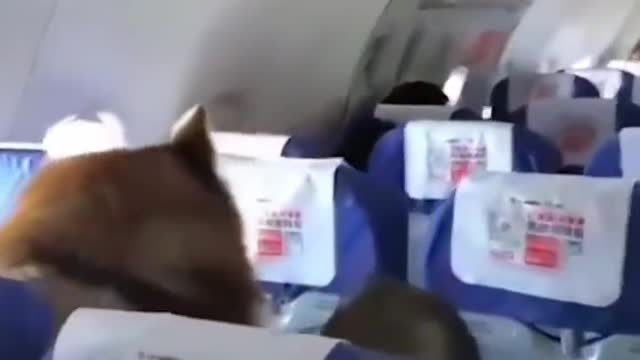Share the most interesting video with you 10