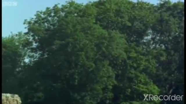 PIGEON VS PEREGRINE
