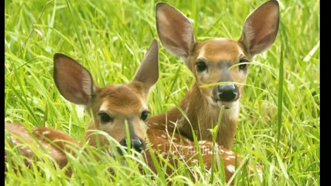 Cute fawn animal