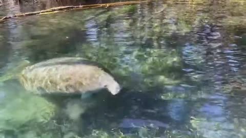 Submarine Up -