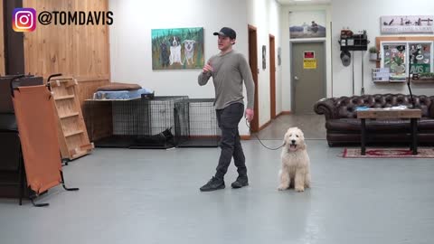 Teach ANY dog to walk nice on a leash | 5 MINUTE DOG TRAINING RESULTS!