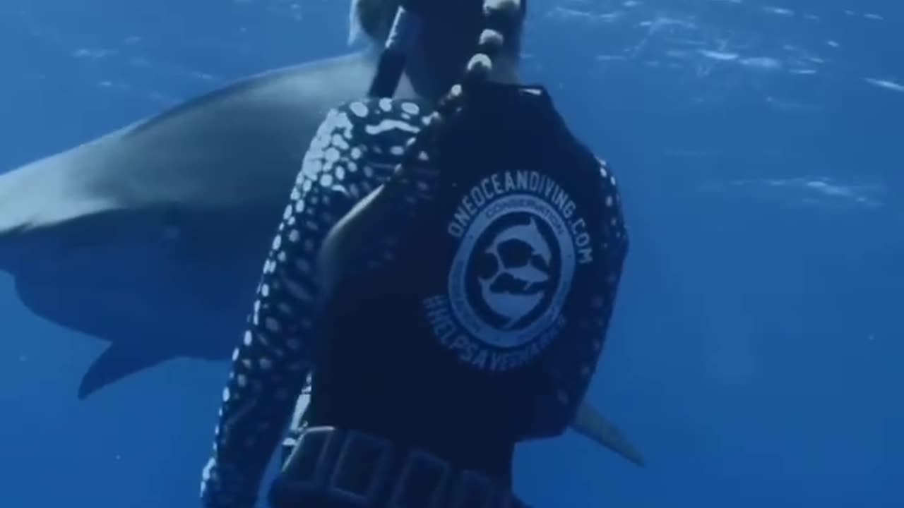 EYE to EYE with a Tiger Shark