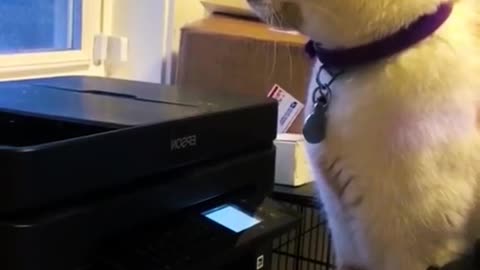 Cat best funny moments clips