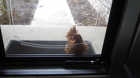 Ren Hen attacking Storm Door