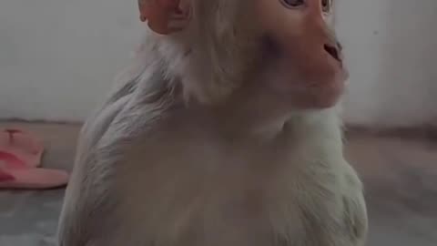 Funny monkey copied me 🤣