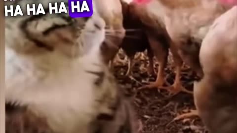 Ha ha ha funny cat video #interesting #funny #cat #trending