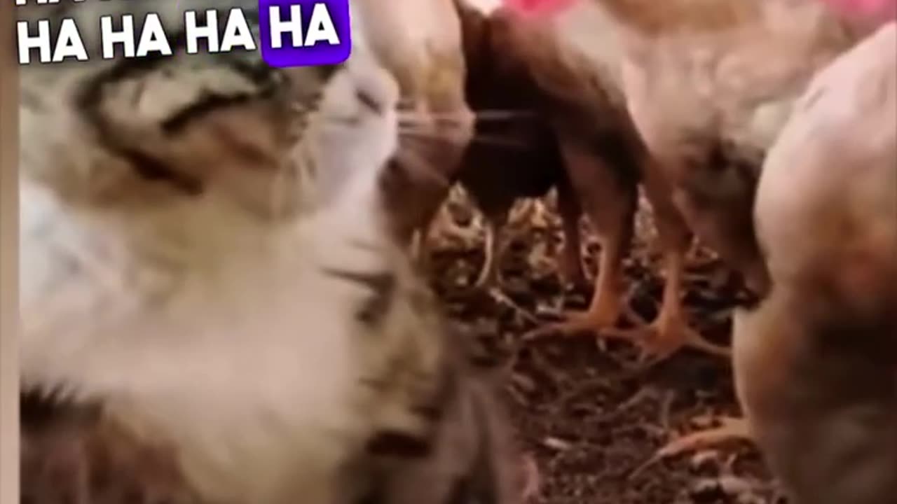 Ha ha ha funny cat video #interesting #funny #cat #trending