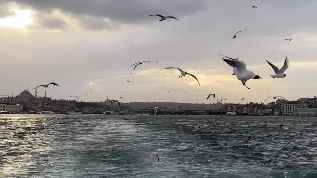 /birds-flying-over-sea-in-istanbul-during-overcast-1