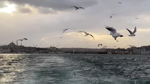 /birds-flying-over-sea-in-istanbul-during-overcast-1