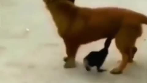 Animals // animals videos //animals comedy video